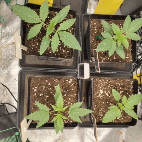 Banana Butter Cups growlog timeline photo