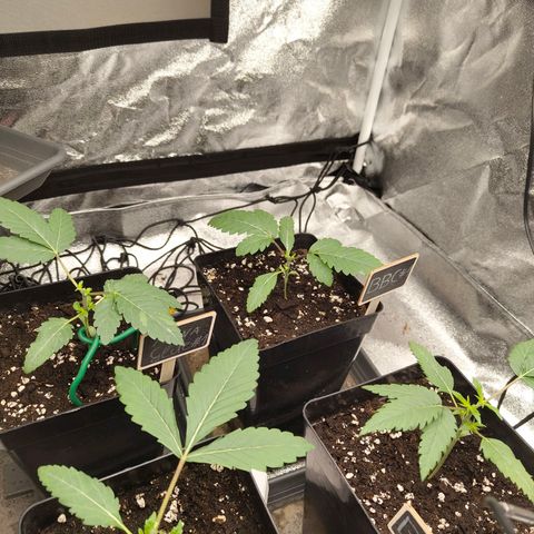 Banana Butter Cups growlog timeline photo