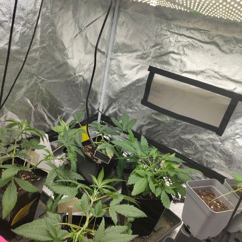 Banana Butter Cups growlog timeline photo