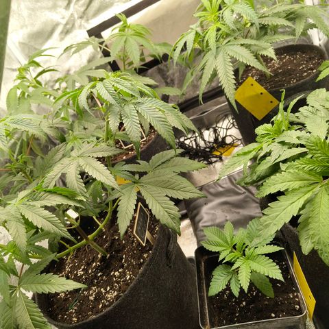 Banana Butter Cups growlog photo: 11l gronest