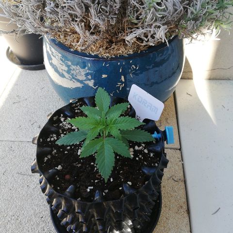 California growlog timeline photo