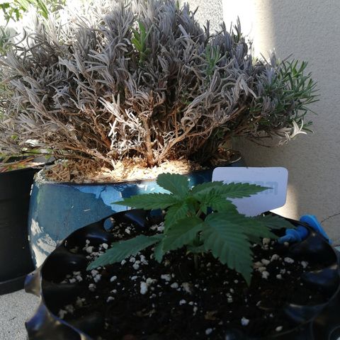 California growlog timeline photo