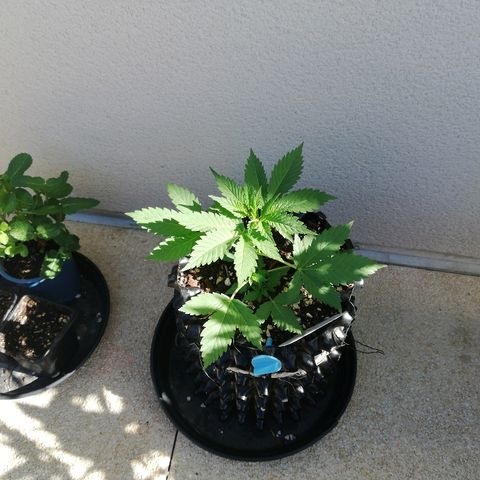 California growlog timeline photo
