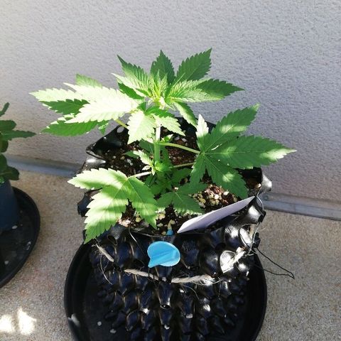 California growlog timeline photo