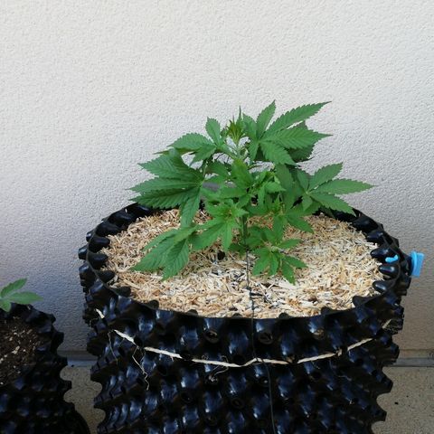 California growlog timeline photo