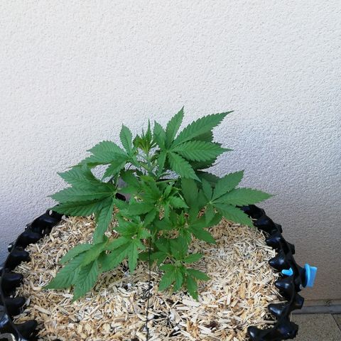 California growlog timeline photo