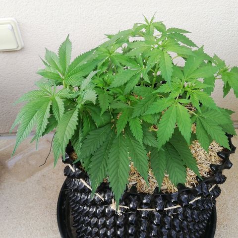 California growlog timeline photo