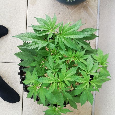 California growlog timeline photo