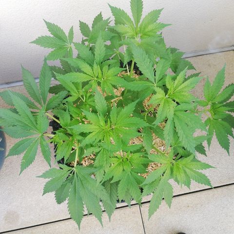 California growlog timeline photo