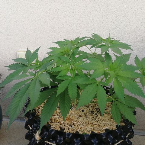 California growlog timeline photo