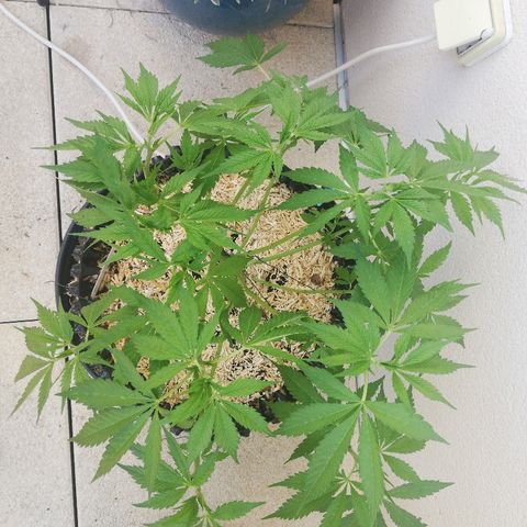 California growlog timeline photo