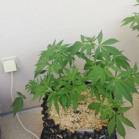 California growlog timeline photo