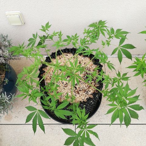 California growlog timeline photo