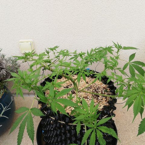 California growlog timeline photo