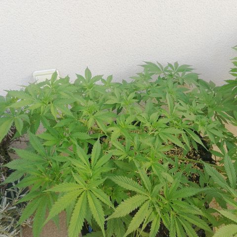 California growlog timeline photo