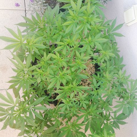 California growlog timeline photo