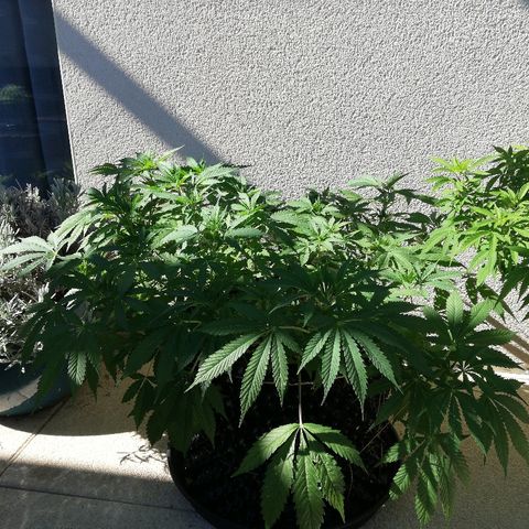 California growlog timeline photo