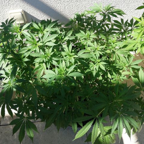 California growlog timeline photo