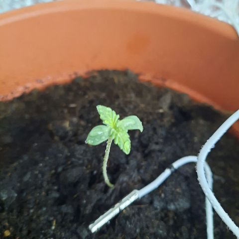 Critical Jack Automatic growlog timeline photo