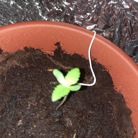 Critical Jack Automatic growlog timeline photo