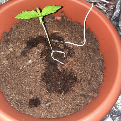Critical Jack Automatic growlog timeline photo