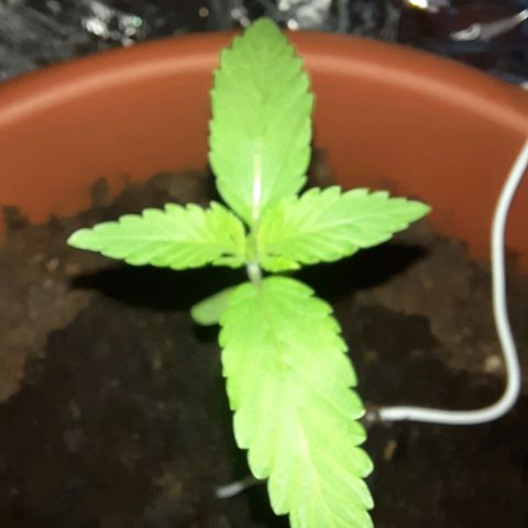 Critical Jack Automatic growlog timeline photo