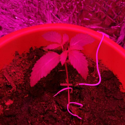 Critical Jack Automatic growlog timeline photo