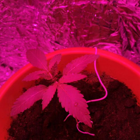 Critical Jack Automatic growlog timeline photo