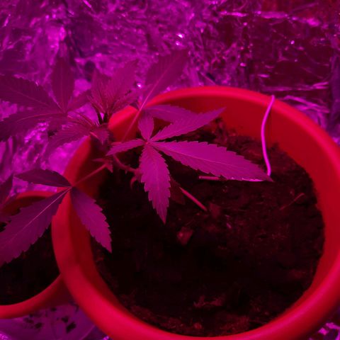 Critical Jack Automatic growlog timeline photo