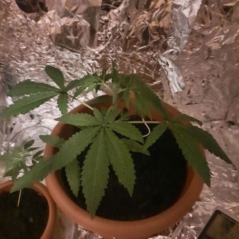 Critical Jack Automatic growlog timeline photo