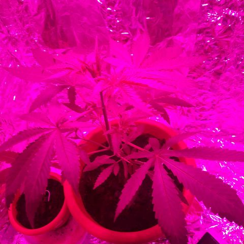 Critical Jack Automatic growlog timeline photo