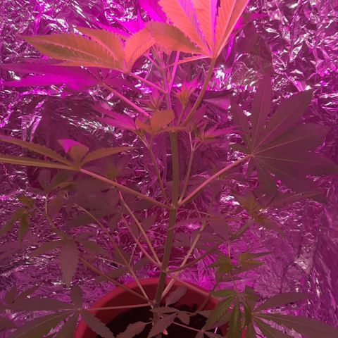 Critical Jack Automatic growlog timeline photo