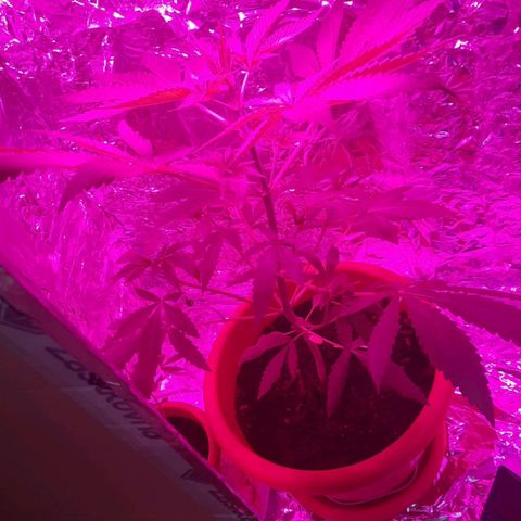 Critical Jack Automatic growlog timeline photo