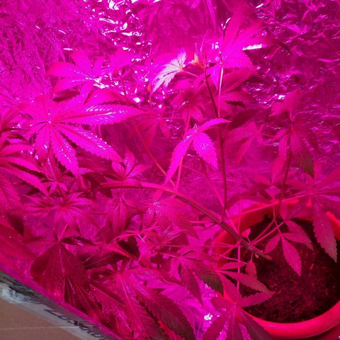 Critical Jack Automatic growlog timeline photo