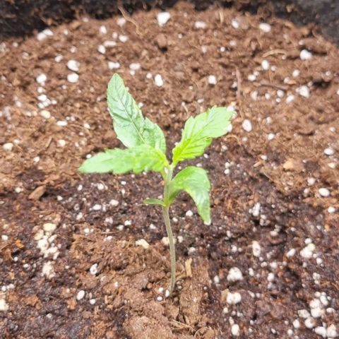 Purple Queen Automatic growlog timeline photo