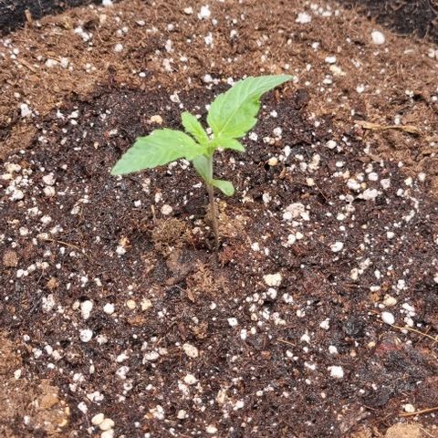Purple Queen Automatic growlog timeline photo