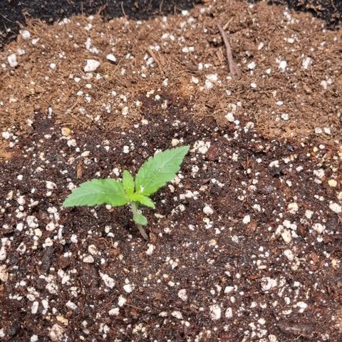 Purple Queen Automatic growlog timeline photo