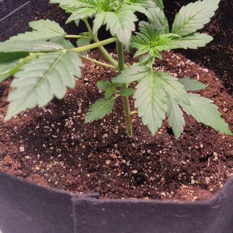 Purple Queen Automatic growlog timeline photo