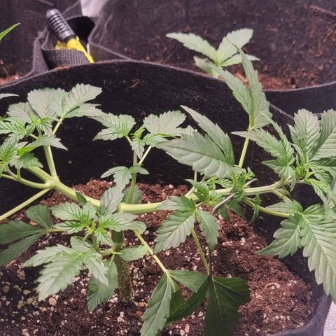 Purple Queen Automatic growlog timeline photo