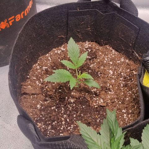 Purple Queen Automatic growlog timeline photo