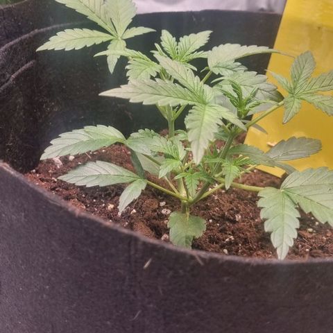 Purple Queen Automatic growlog timeline photo