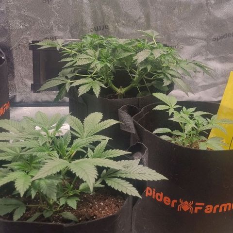 Purple Queen Automatic growlog timeline photo