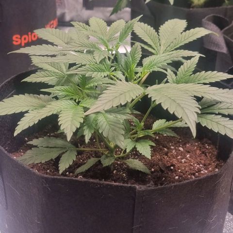 Purple Queen Automatic growlog timeline photo