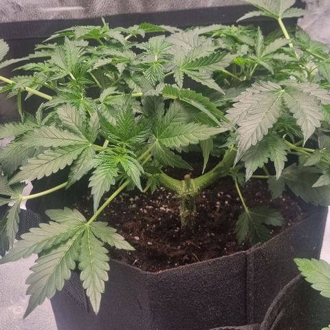 Purple Queen Automatic growlog timeline photo