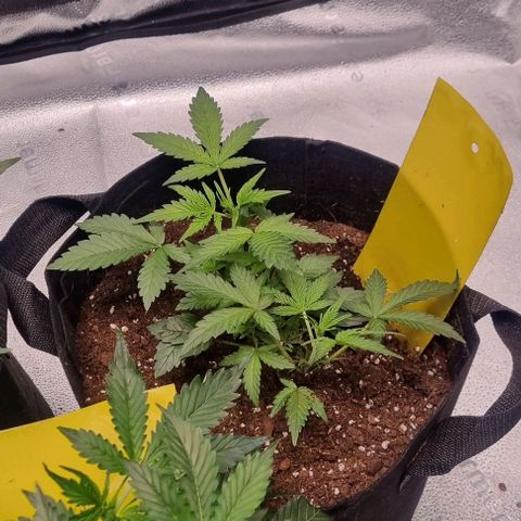 Purple Queen Automatic growlog timeline photo