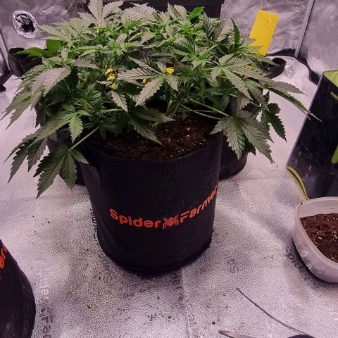 Purple Queen Automatic growlog timeline photo