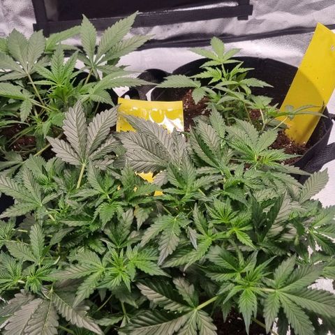 Purple Queen Automatic growlog timeline photo