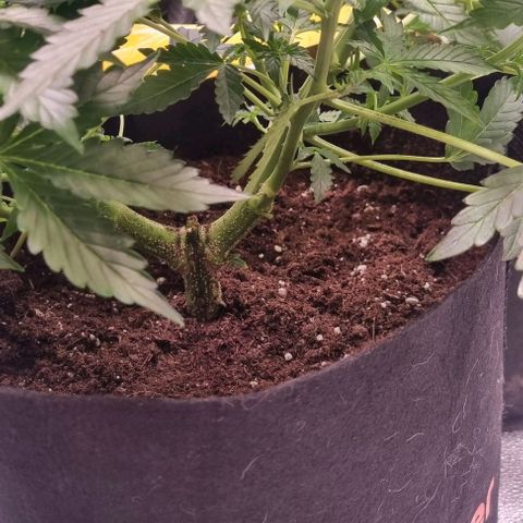 Purple Queen Automatic growlog timeline photo