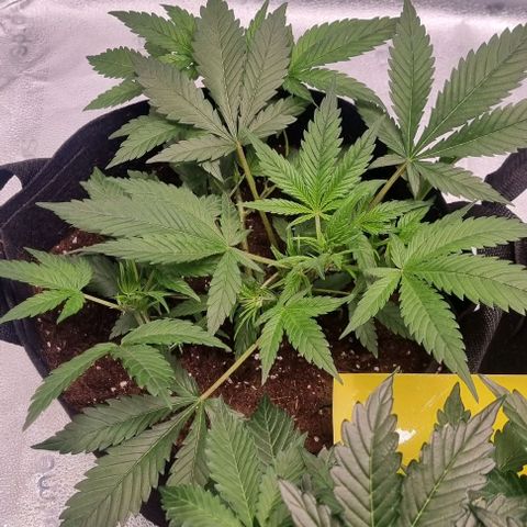 Purple Queen Automatic growlog timeline photo