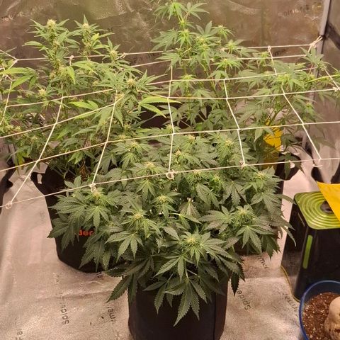 Purple Queen Automatic growlog timeline photo